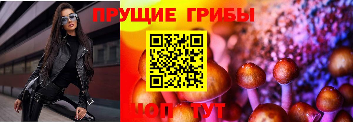 Галлюциногенные грибы Psilocybe  Донской 